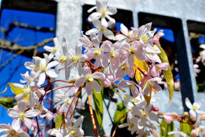 Tips and Information About The Amazing Clematis Armandii