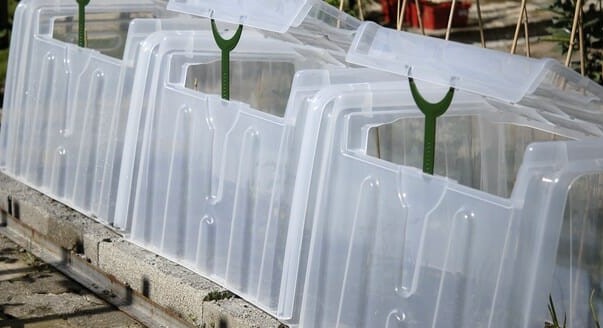 How To Grow Tomatoes In a Tunnel