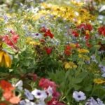 How to Make Your Garden Sustainable