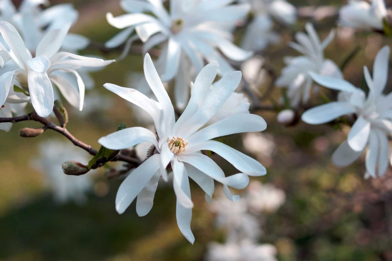 Tips and Information About Magnolia Stellata