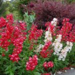 How To Grow and Care For Penstemon: Brightly Colored Bells!