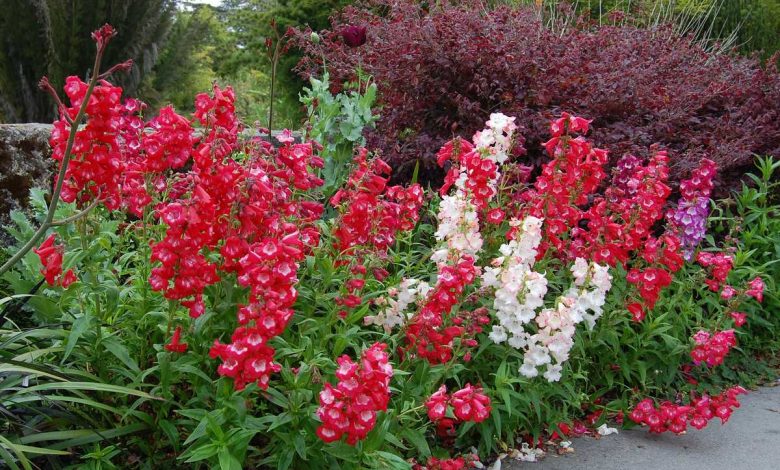 How To Grow and Care For Penstemon: Brightly Colored Bells!