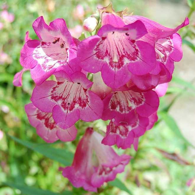 How To Grow and Care For Penstemon: Brightly Colored Bells!