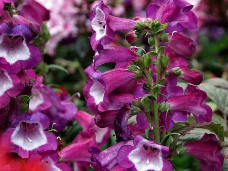 How To Grow and Care For Penstemon: Brightly Colored Bells!