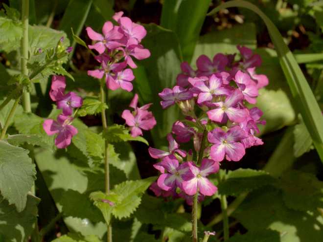 10 of Best Flowers to Plant for Butterflies