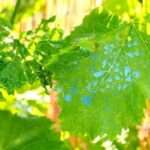 What organic alternative to Bordeaux mixture?