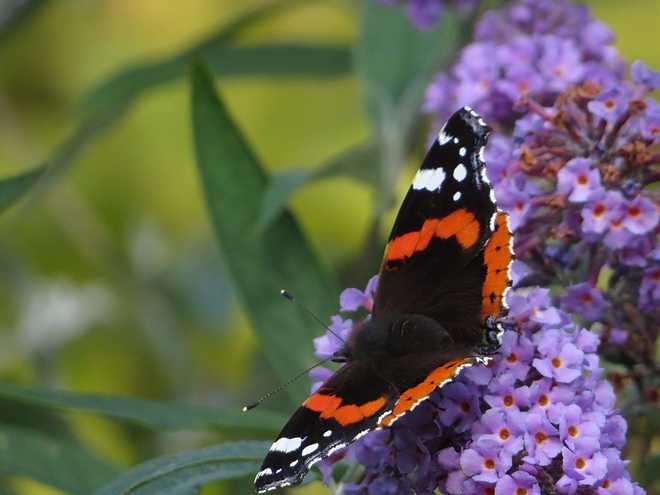 10 of Best Flowers to Plant for Butterflies