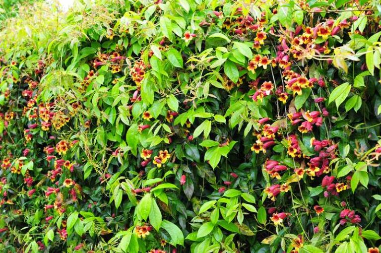 How To Plant, Grow, and Care for Persistent Bignone: A Delicious Smell of Coffee!