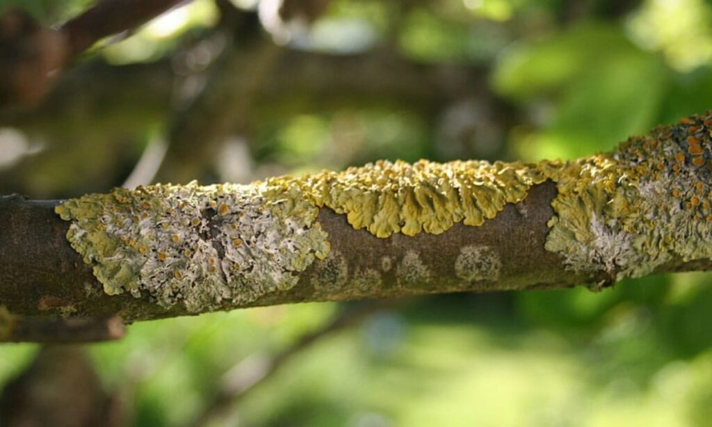 What Can You Do About Lichen on Trees?