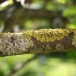 What Can You Do About Lichen on Trees?