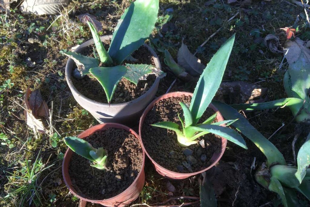 How to cut an Agave?