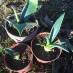 How to Propagate an Agave?