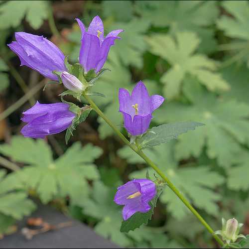 7 Gorgeous Campanula Bellflowers For Your Garden