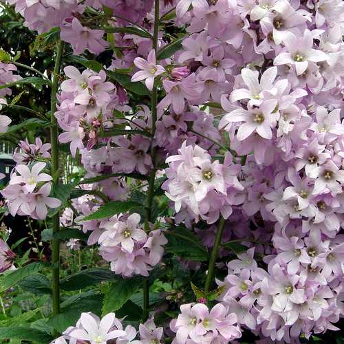 7 Gorgeous Campanula Bellflowers For Your Garden