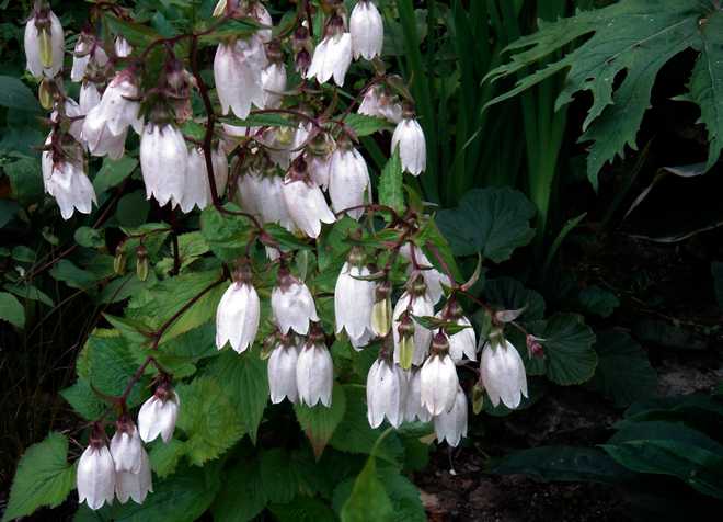 7 Gorgeous Campanula Bellflowers For Your Garden