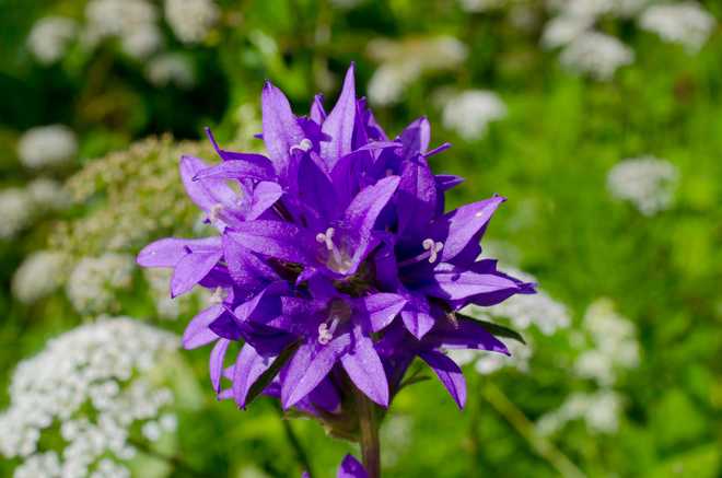 7 Gorgeous Campanula Bellflowers For Your Garden