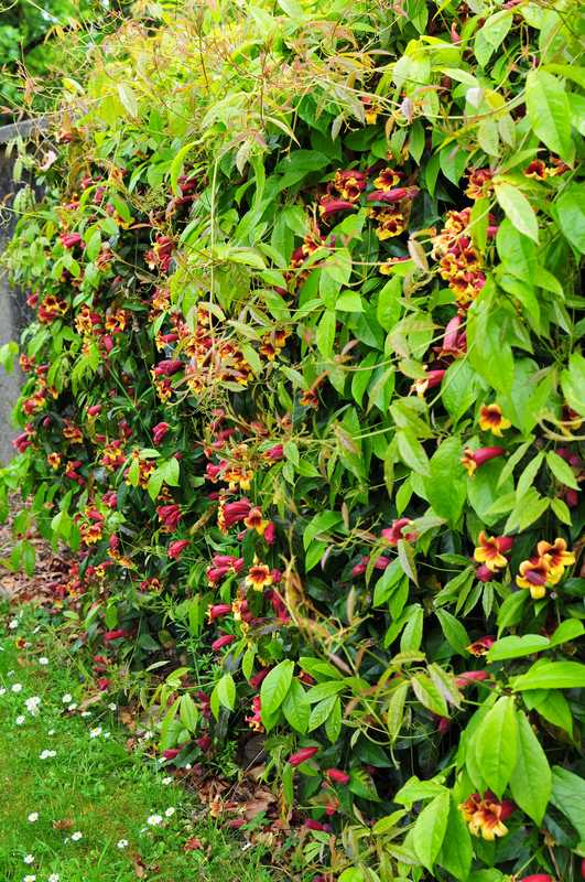 How To Plant, Grow, and Care for Persistent Bignone: A Delicious Smell of Coffee!