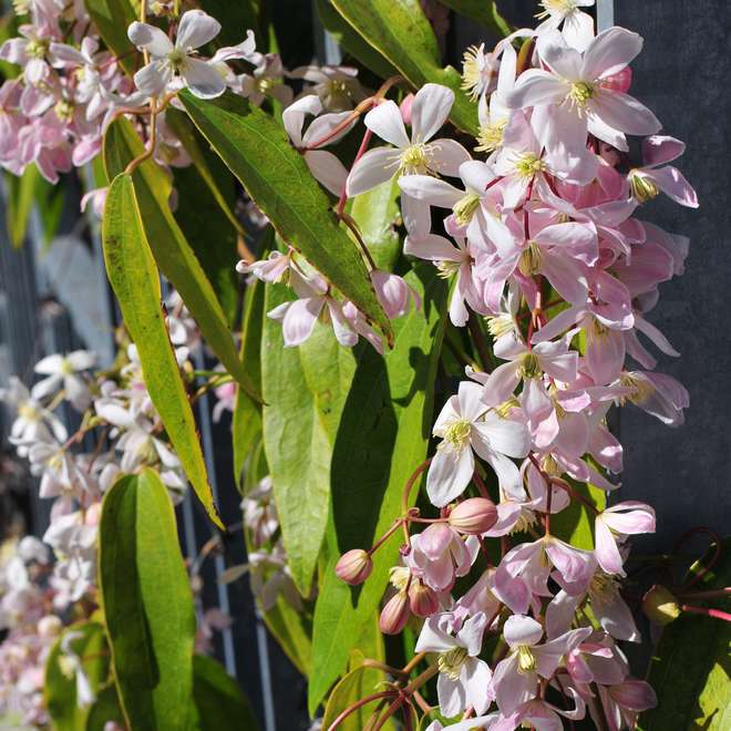 Tips and Information About The Amazing Clematis Armandii