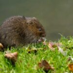 How To Get Rid Of Voles In Your Yard And Garden