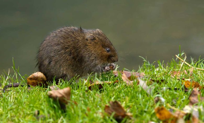 How To Get Rid Of Voles In Your Yard And Garden