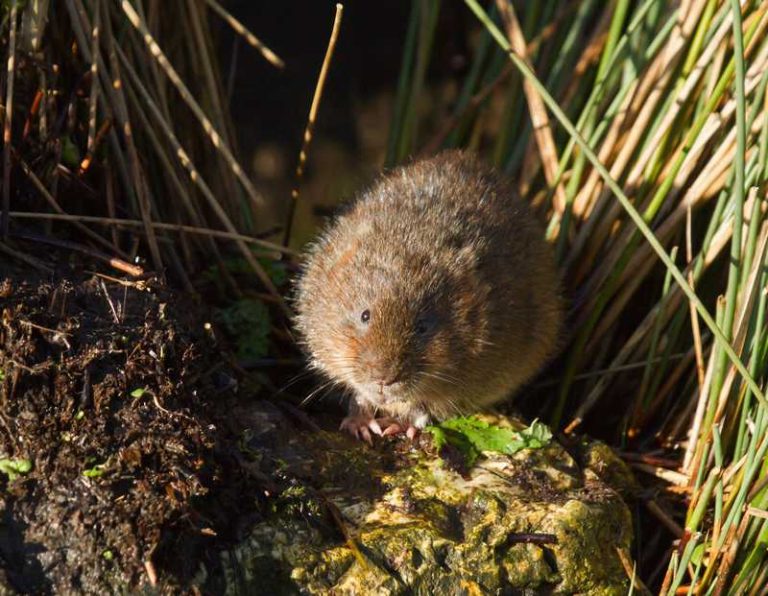 How To Get Rid Of Voles In Your Yard And Garden