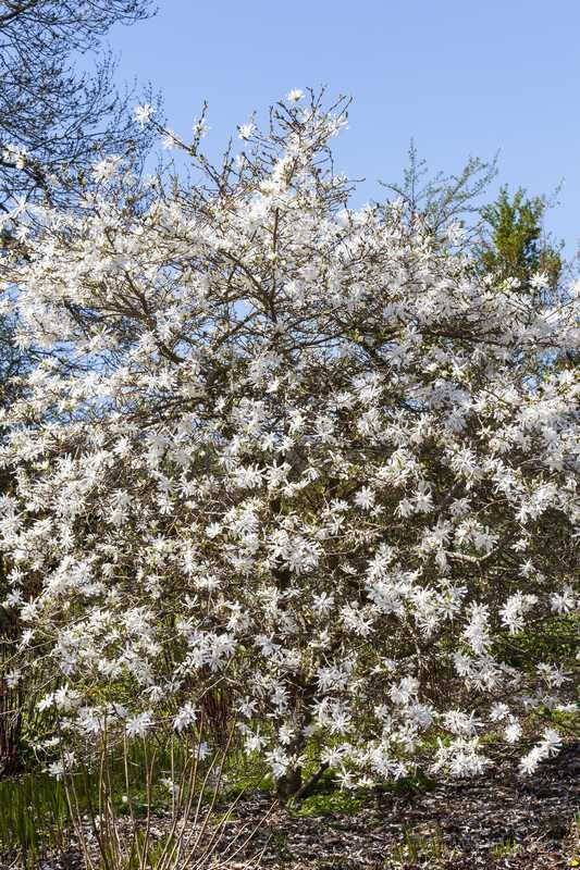 Tips and Information About Magnolia Stellata