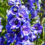 How To Plant, Grow, and Care for The Beautiful Blue Delphiniums!