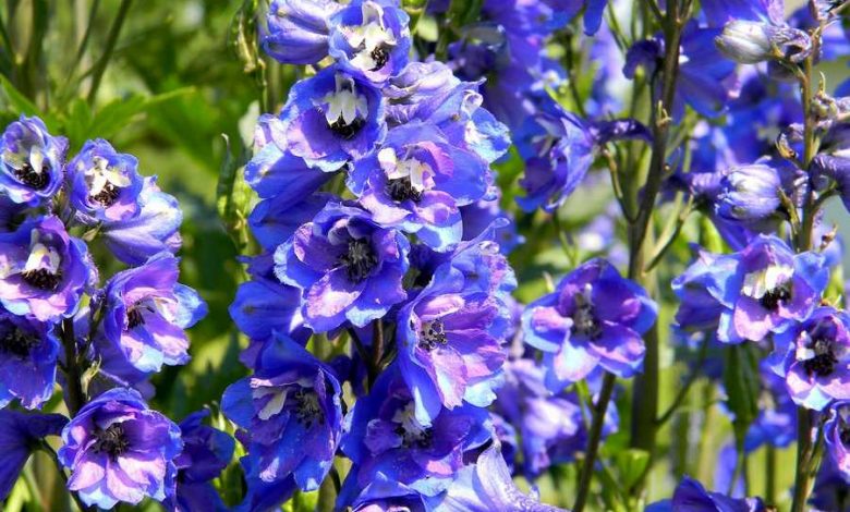 How To Plant, Grow, and Care for The Beautiful Blue Delphiniums!