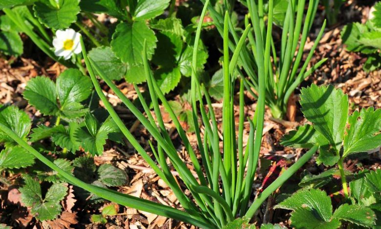 How to Plant and Grow Shallots : Easy and productive!