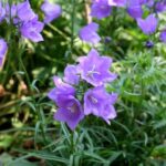 7 Gorgeous Campanula Bellflowers For Your Garden