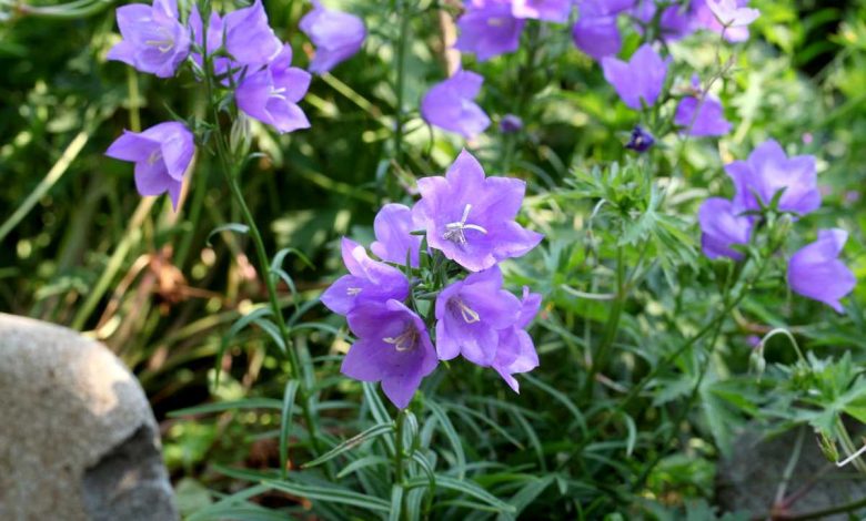 7 Gorgeous Campanula Bellflowers For Your Garden