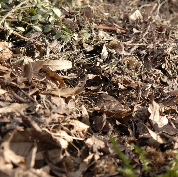 How to Make Compost From Dead Leaves