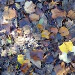 How to Make Compost From Dead Leaves