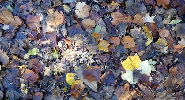 How to Make Compost From Dead Leaves