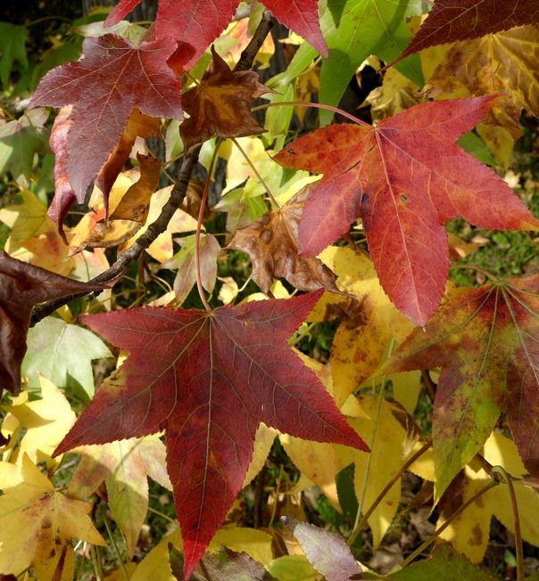 How to Make Compost From Dead Leaves