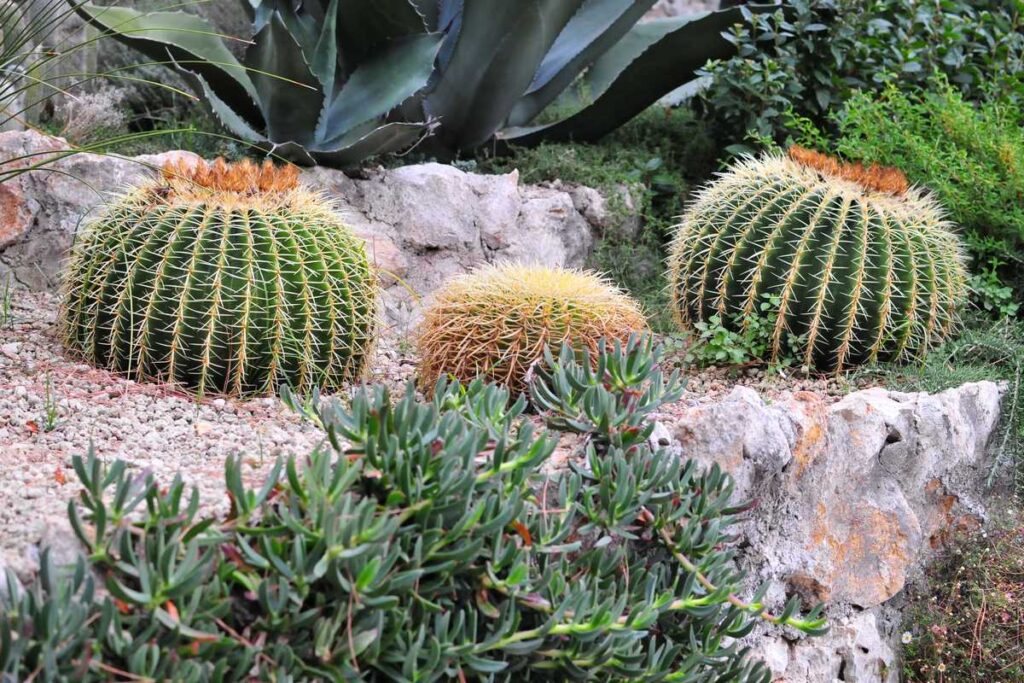 How to Make a Rockery of Succulents? 