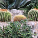 How to Make a Rockery of Succulents?