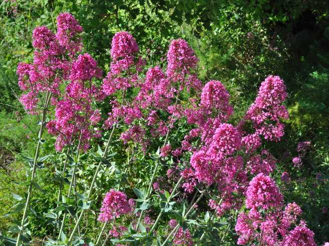 10 of Best Flowers to Plant for Butterflies