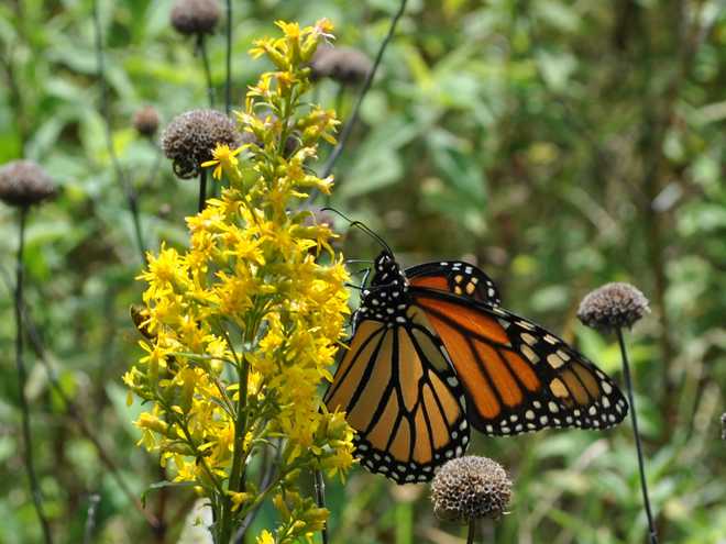 10  Best Flowers to Plant for Butterflies