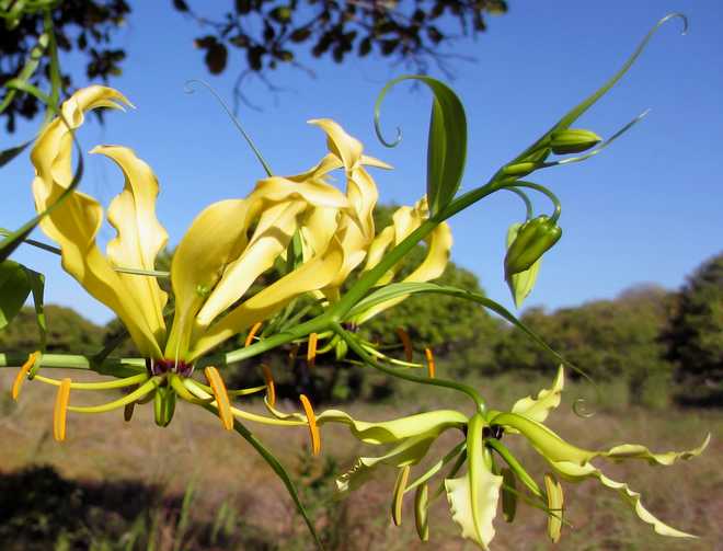 Tips and Information About Gloriosa Superba: The Elegant Malabar Lily