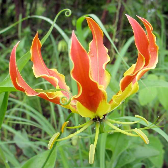 Tips and Information About Gloriosa Superba: The Elegant Malabar Lily