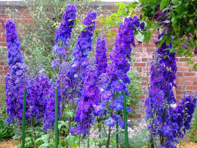 How To Plant, Grow, and Care for The Beautiful Blue Delphiniums!