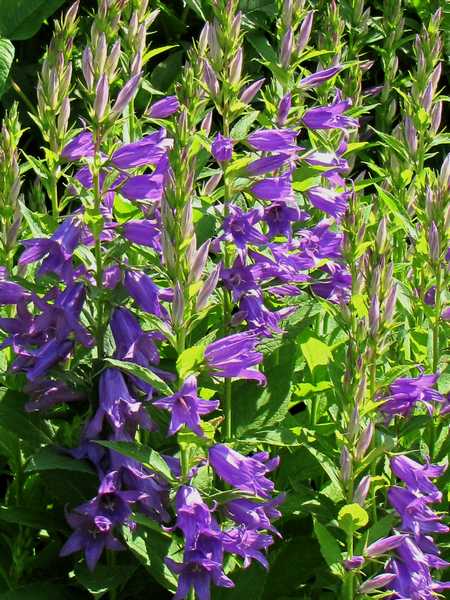 7 Gorgeous Campanula Bellflowers For Your Garden