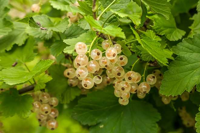 14 Best Varieties of Currants to Plant