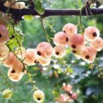14 Best Varieties of Currants to Plant