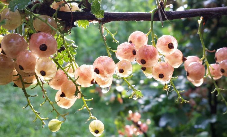 14 Best Varieties of Currants to Plant