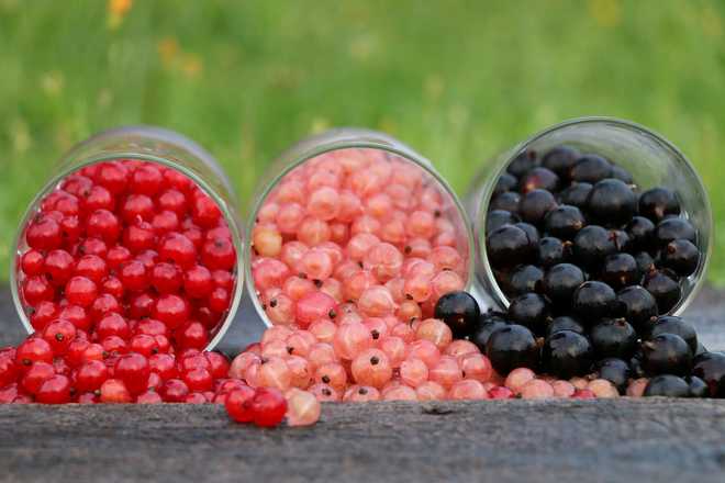 14 Best Varieties of Currants to Plant