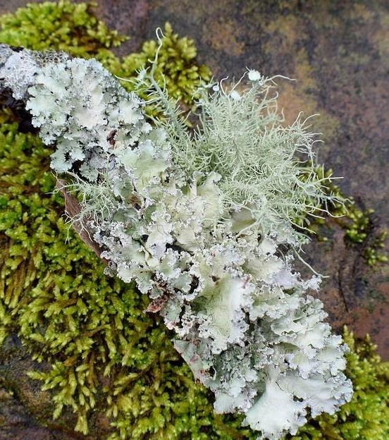 What Can You Do About Lichen on Trees?