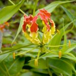 Tips and Information About Gloriosa Superba: The Elegant Malabar Lily