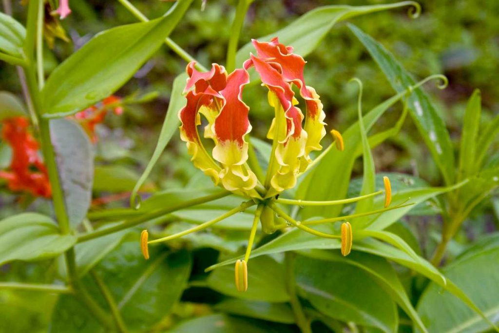 Tips and Information About Gloriosa Superba: The Elegant Malabar Lily